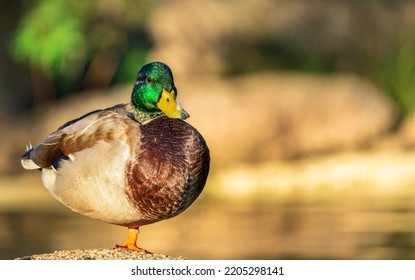 Ducks At The Fausto Noce Park In Olbia, Sardinia