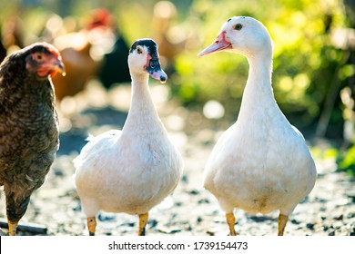 Ducks feed on traditional rural barnyard. Detail of a duck head. Close up of waterbird standing on barn yard. Free range poultry farming concept. - Powered by Shutterstock