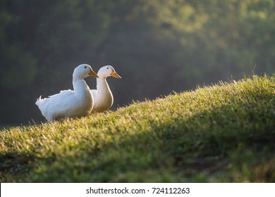 Ducks In Field At Frank Liske Park In Concord, North Carolina