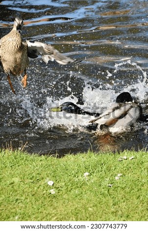 ducks fighting, splashing and jumping