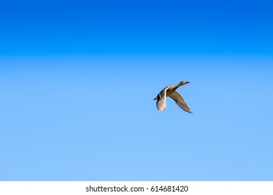 ducks in flight