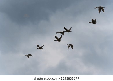 Ducks in Flight. A group of ducks flies dynamically against a cloudy sky. Their wings are frozen in motion a moment full of energy.