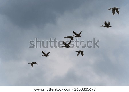 Ducks in Flight. A group of ducks flies dynamically against a cloudy sky. Their wings are frozen in motion a moment full of energy.
