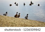 ducks float on the lake