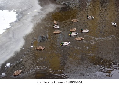 ducks floating