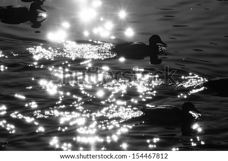 ducks floating on shining from the glares of the sun water. black and white photo.                     