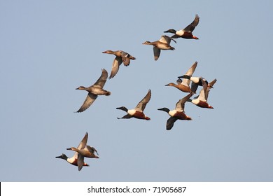 Ducks Flying