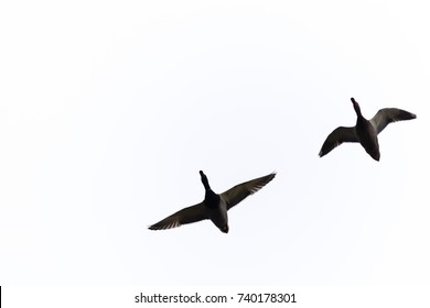 Ducks flying in the air, the view from bottom to the top. Isolated. - Shutterstock ID 740178301