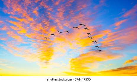 Ducks Flying During A Sunset