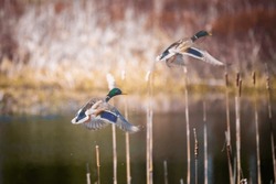 Ducks Flying Over The Marshes Of White Mountain, New Hampshire 