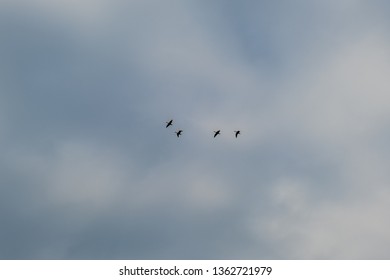 Ducks Flying In A V Formation Isolated