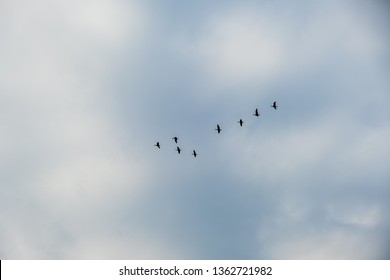 Ducks Flying In A V Formation Isolated