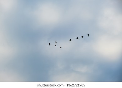 Ducks Flying In A V Formation Isolated