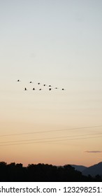 Ducks In A Flying V Formation At Sunset