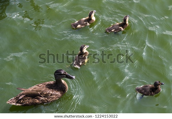 Ducks Follow Me Cute Ducklings Following Stock Photo Edit Now 1224153022