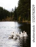 Ducks in a forest pond.