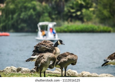 Ducks Frolic In Echo Park Lake