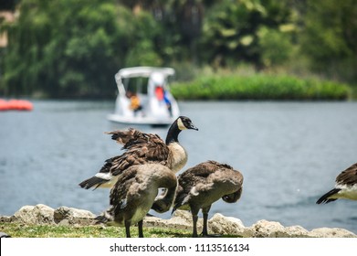 Ducks Frolic In Echo Park Lake