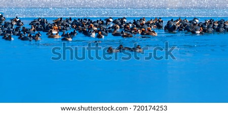 Similar – duck on ice… Winter Ice