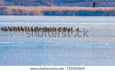 Similar – duck on ice… Winter Ice