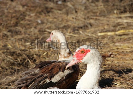 Ducks geese and muscovy ducks eat pumpkin in poultry. Poultry feeds in yard. Domestic birds eating. Farm birds on poultry
