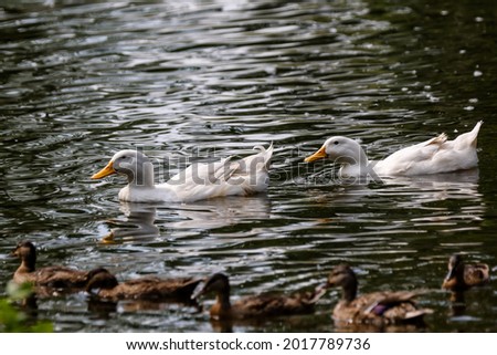 Ducks and geese in a pond in Coaldale Alberta