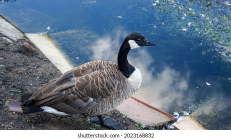 Ducks And Geese At Reddish Vale Country Park