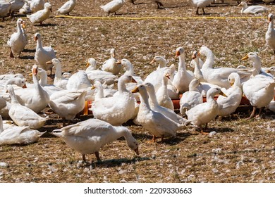 Ducks And Geese At A Water Trough On A Poultry Farm