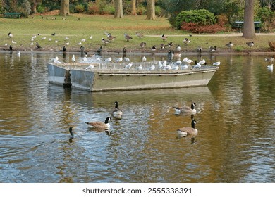 Ducks glide across the tranquil lake at Bois de Vincennes while seagulls rest on a small boat. The peaceful setting invites nature lovers to enjoy a quiet moment. - Powered by Shutterstock