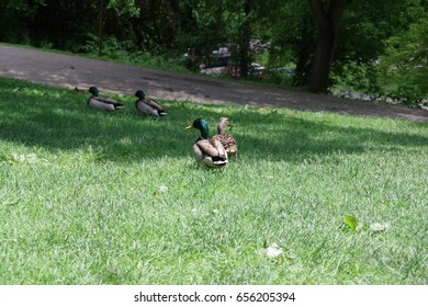 Ducks in a grass