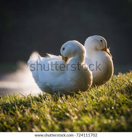 Ducks in grass at park