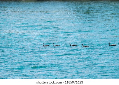 Ducks In Green Lake, BC, Canada