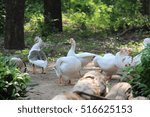 ducks in group