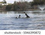 ducks at lake 