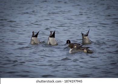 Ducks In Lake Hunting By Synchronized Diving