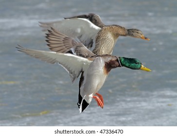 Ducks Landing