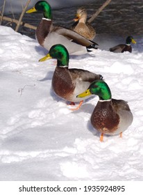 Ducks And Mallard In The Snow