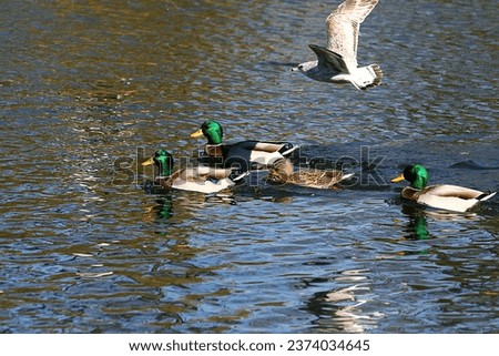 Ducks. Mallards. Male. Female. Duck. Swimming. Lake. Pond. Green head heads. Flying juvenile seagull. Gull. Wild birds. 