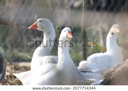 Similar – Foto Bild Unzertrennlich Gans Vogel