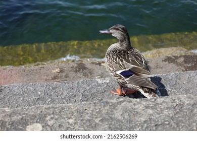 Ducks At Memorial Union Terrace