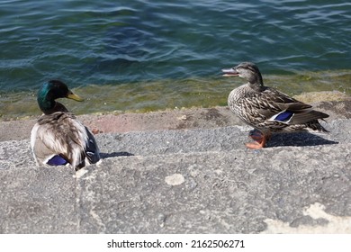 Ducks At Memorial Union Terrace