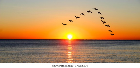 Ducks migrating during sunset over the ocean - Shutterstock ID 375375679