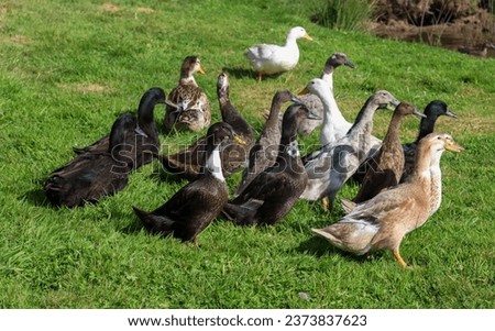 Ducks. A mixed flock of young ducks of various colors. Adorable ducklings in a group on grass.