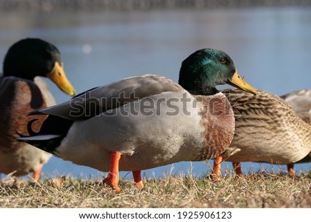 Ducks near or on the water