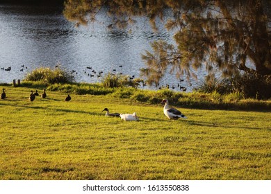 Ducks At The Nepean River