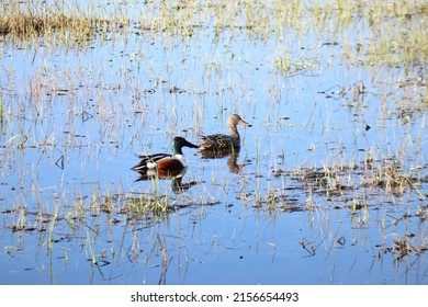 Ducks, nothern shoveler in a pond in Manitoba, Canada