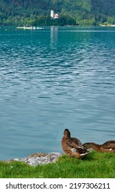 Ducks On The Beach Of Bled Lake, Slovenia