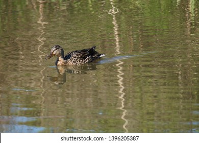 Ducks On The Coventry Canal.