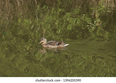 Ducks On The Coventry Canal.