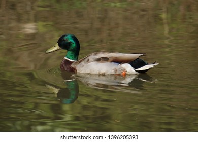 Ducks On The Coventry Canal.